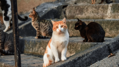 Çanakkale Belediyesi, can dostların beslenmesine katkı sunacak önemli bir projeyi